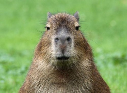  A capybara of extreme majesty, looking head-on into the camera. 