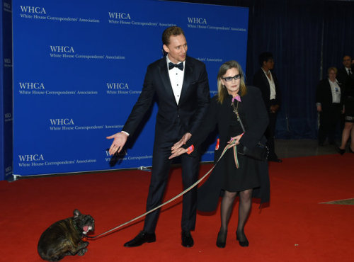  Tom Hiddleston and Carrie Fisher on the White House Correspondents’ Association Dinner red carpet, gesturing towards Carrie’s dopey-looking bulldog, Gary. 