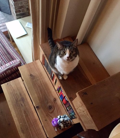  A photograph of Orlando the cat, standing on a wooden staircase, looking up at the camera. 