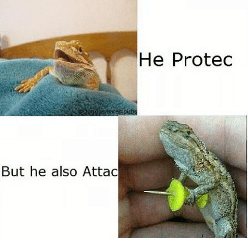  A meme in which a tiny lizard is depicted looking unthreatening with the caption “He protec,” then holding a pushpin like a sword with the caption “But he also Attac