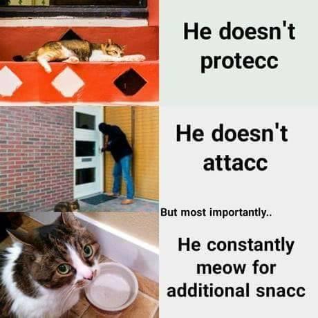  A meme of a cat: “He doesn’t protecc / he doesn’t attacc / but most importantly… He constantly meow for additional snacc” 