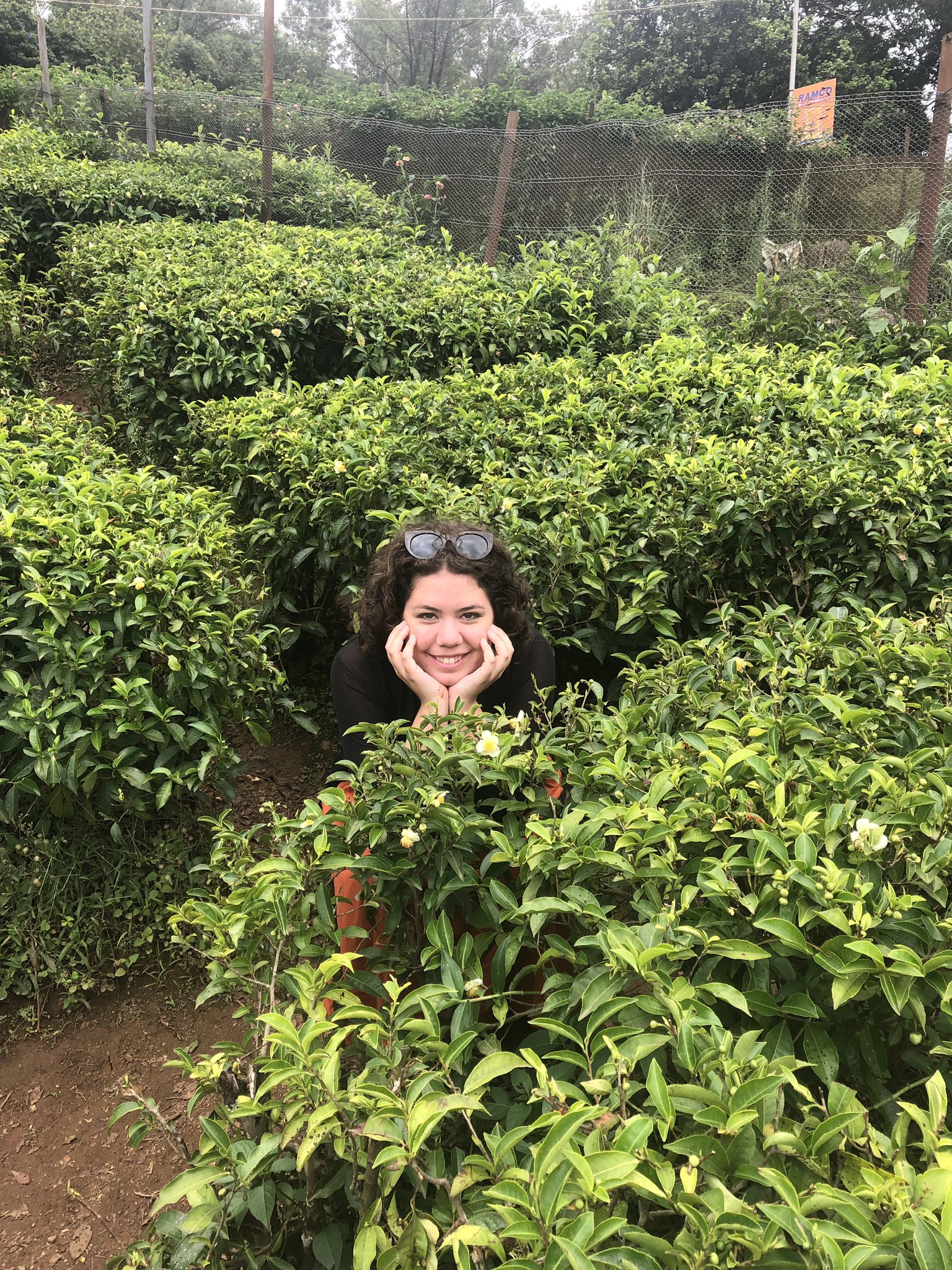  Elizabeth, smiling and surrounded by tea plants. 