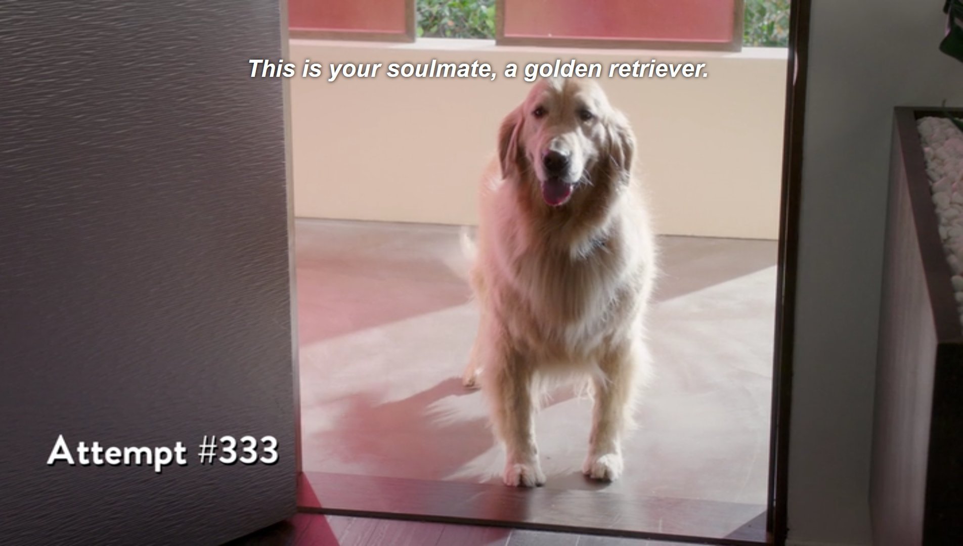 Screenshot from the montage of attempts in The Good Place captioned Attempt #333: This is your soulmate, a golden retriever."