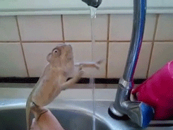  even a gecko can wash their hands 