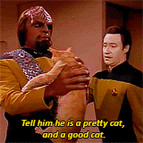  An animated gif from  Star Trek: The Next Generation  of Worf holding a cat, while Data instructs him: “Tell him he is a pretty cat, and a good cat.” 