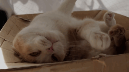  An adorable cat lying in a box, stretching out their paws to the camera. 