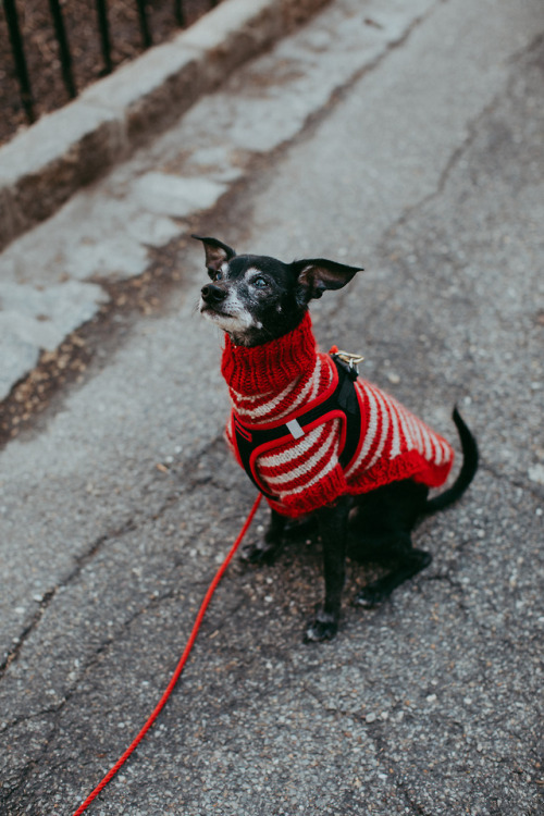  A very small black Italian greyhound-Chihuahua mix with white markings on his face wearing a red-and-white turtleneck sweater. 