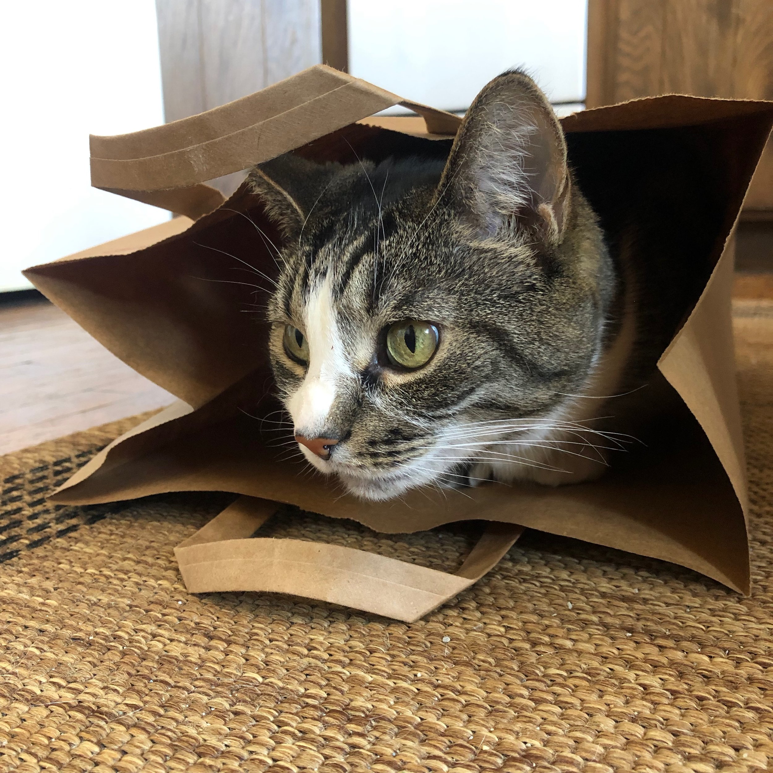 Orlando (the best cat) hanging out in a paper bag