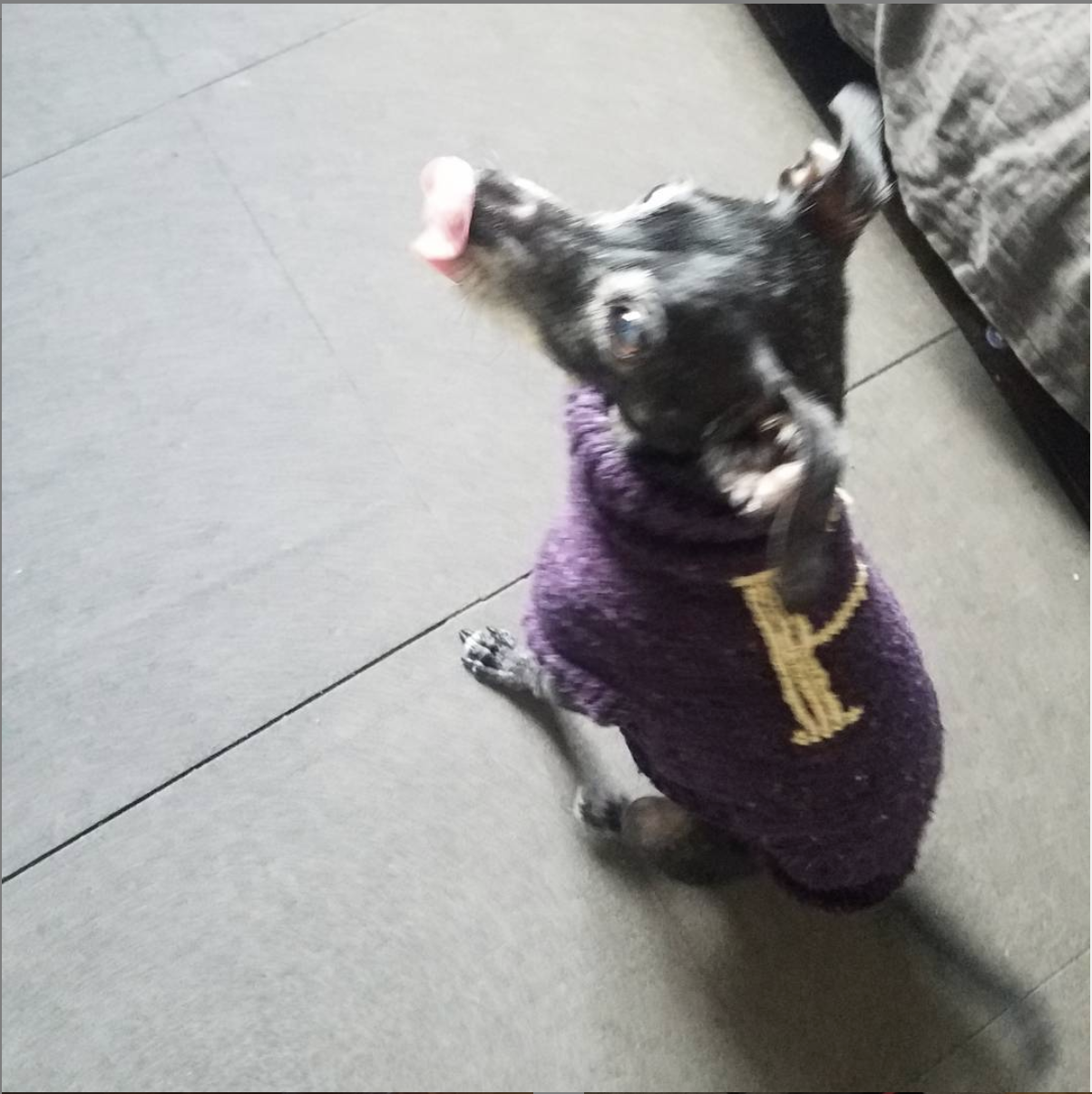  Pepys, a small terrier mix, in a Weasley sweater with a “P” on it. 