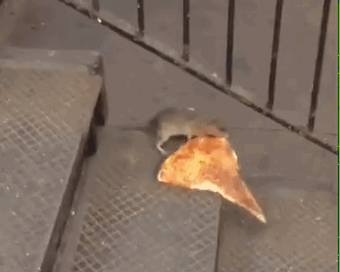  A gif of pizza rat stealing a piece of pizza. 