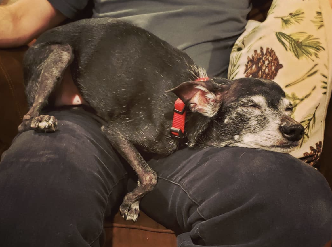 Photograph of Pepys the dog resting on a set of human legs