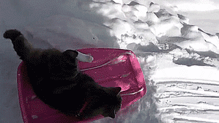 Animated gif of a cat sledding down a snowy hill