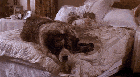  A gif of Beethoven, the dog, from  Beethoven , the movie. 