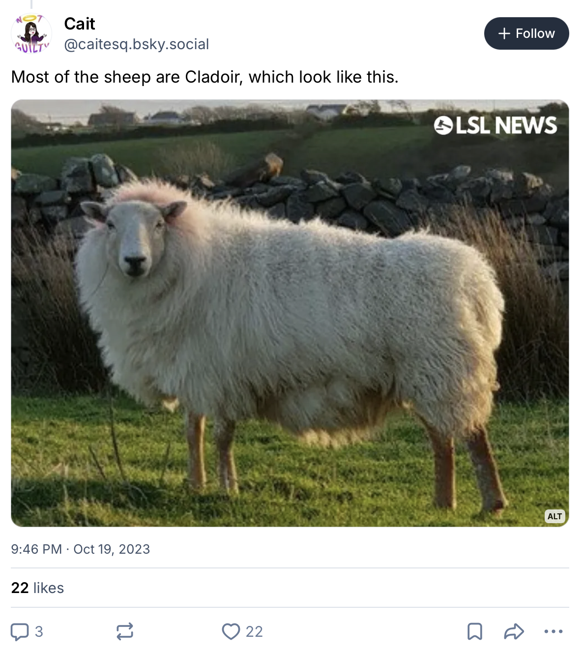 Image of a Bluesky post featuring a cladoir sheep, captioned, "Most of the sheep are Cladoir, which look like this."