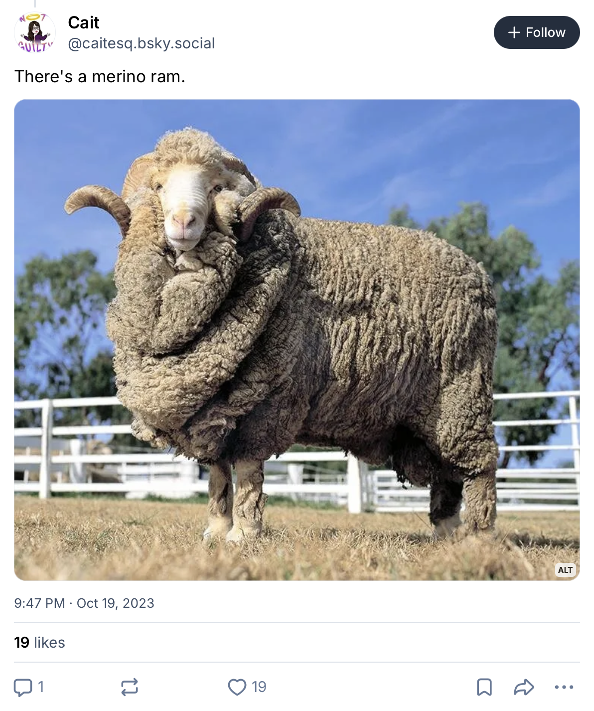 Image of a Bluesky post featuring a merino ram with the caption, "There's a merino ram"