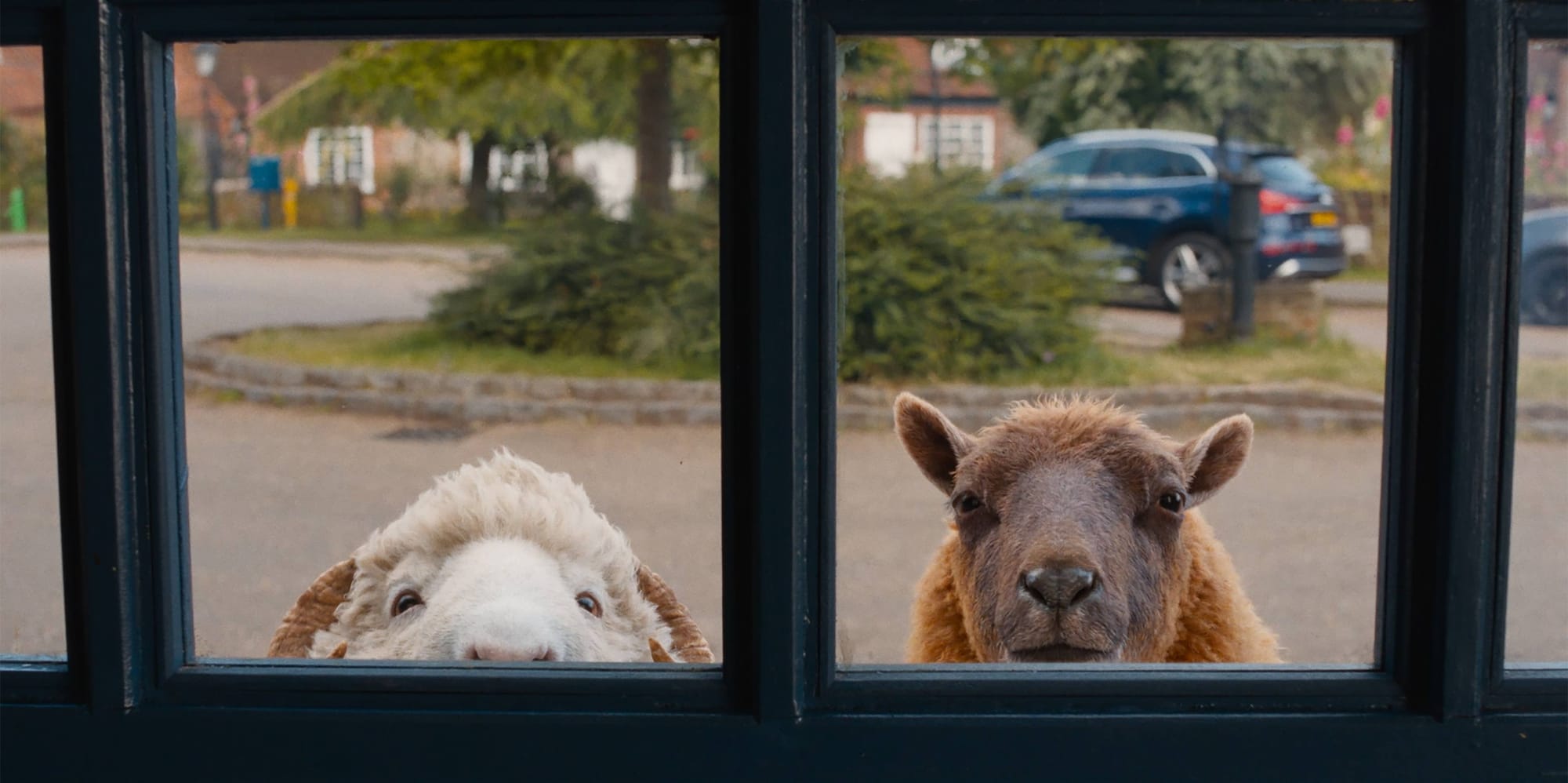 Image of two sheep peering through the window.
