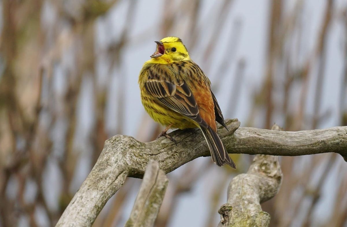 image of a yellow and brown sparrow with its mouth open, sitting on a branch.