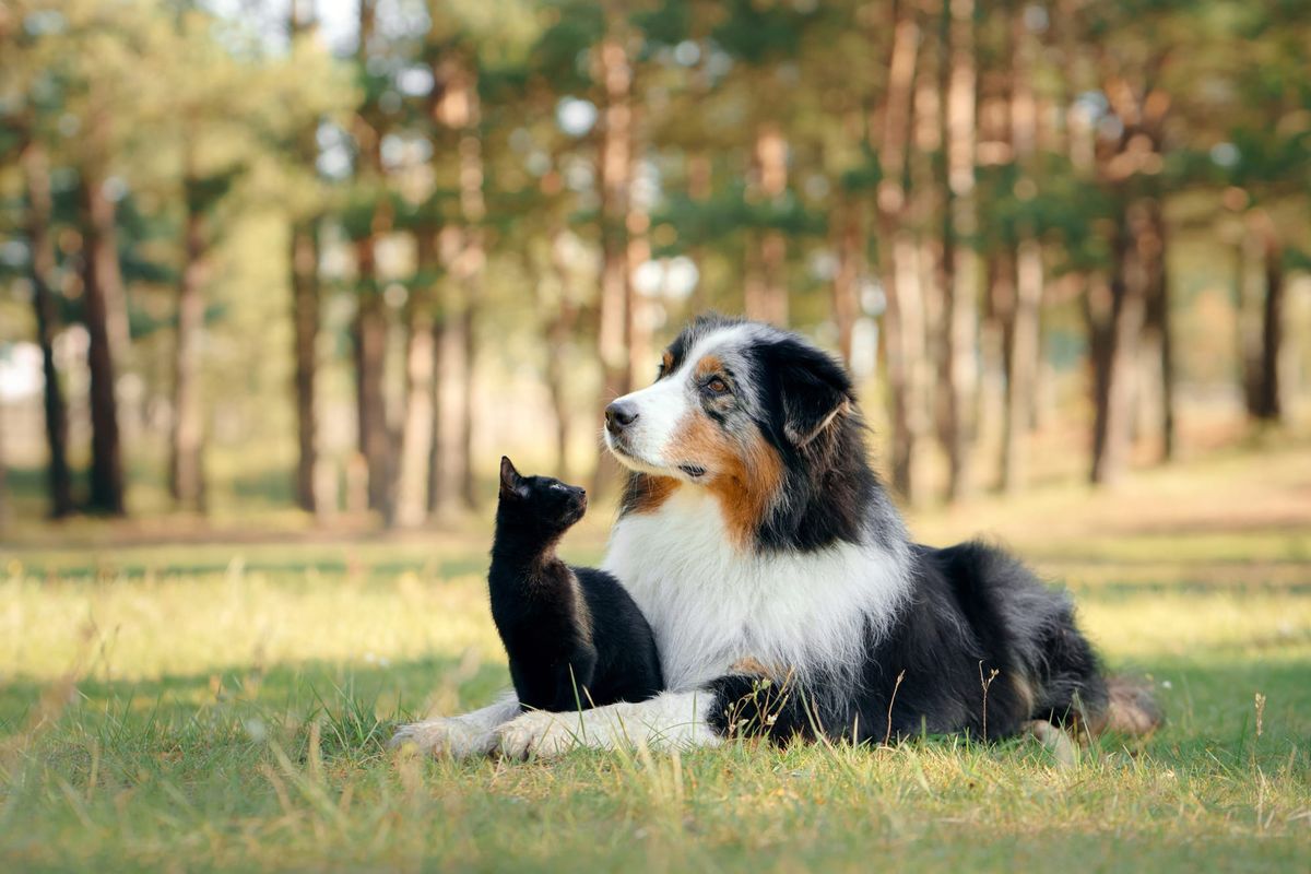 Photograph of a dog and a cat sitting together on the grass