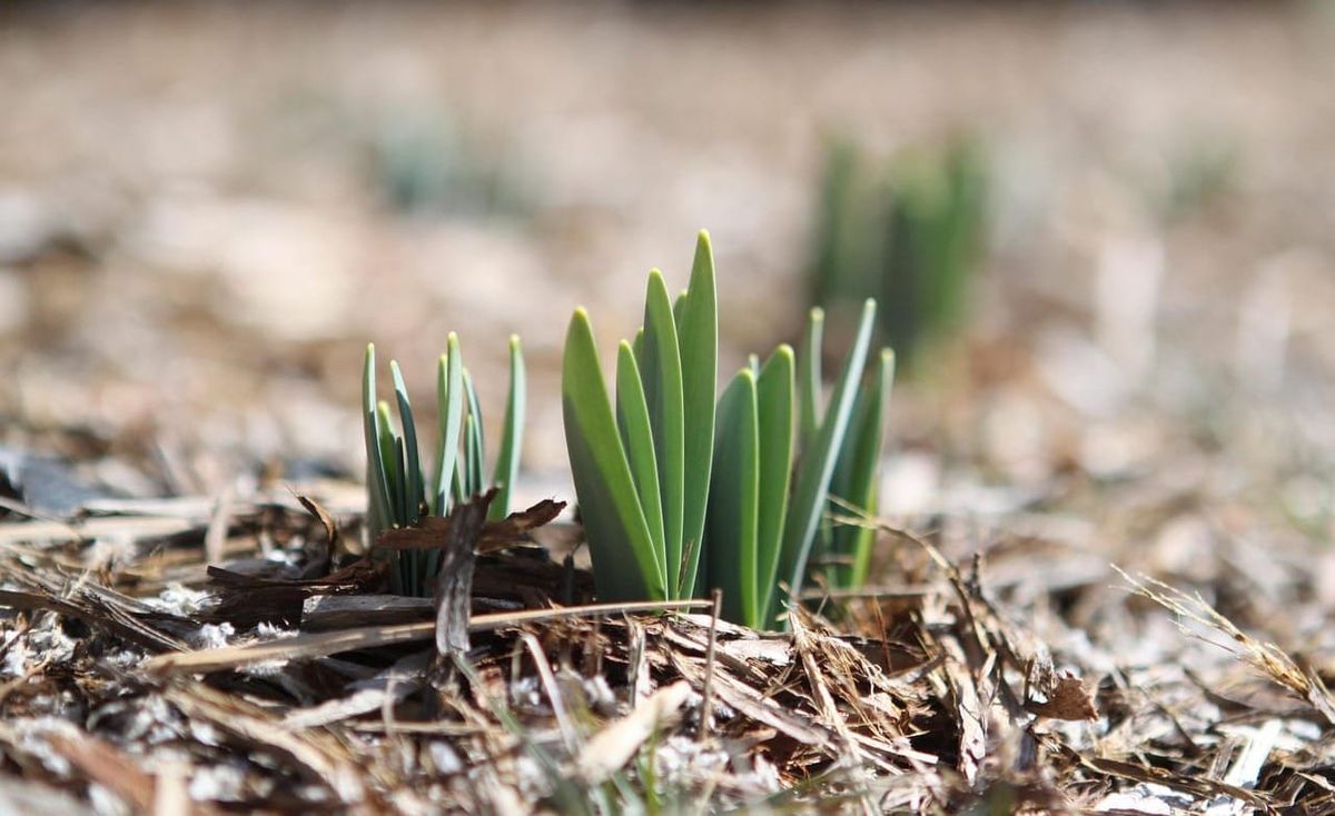 Photograph of a green plant budding amid brown mulch and dirt.