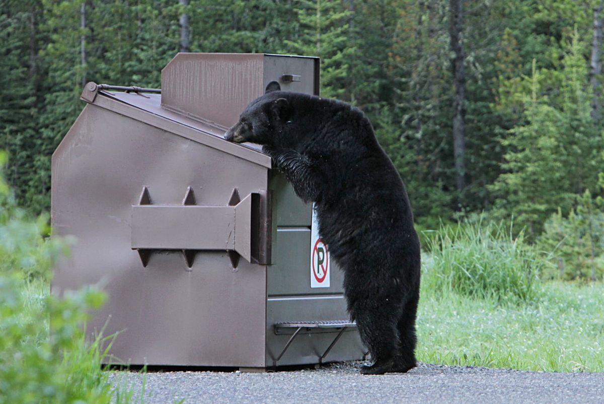 Image of a black bear on its hind legs looking in a dumpster.
