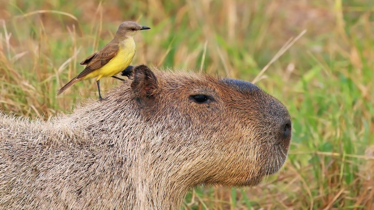  A bird sits atop a capybara’s head. 
