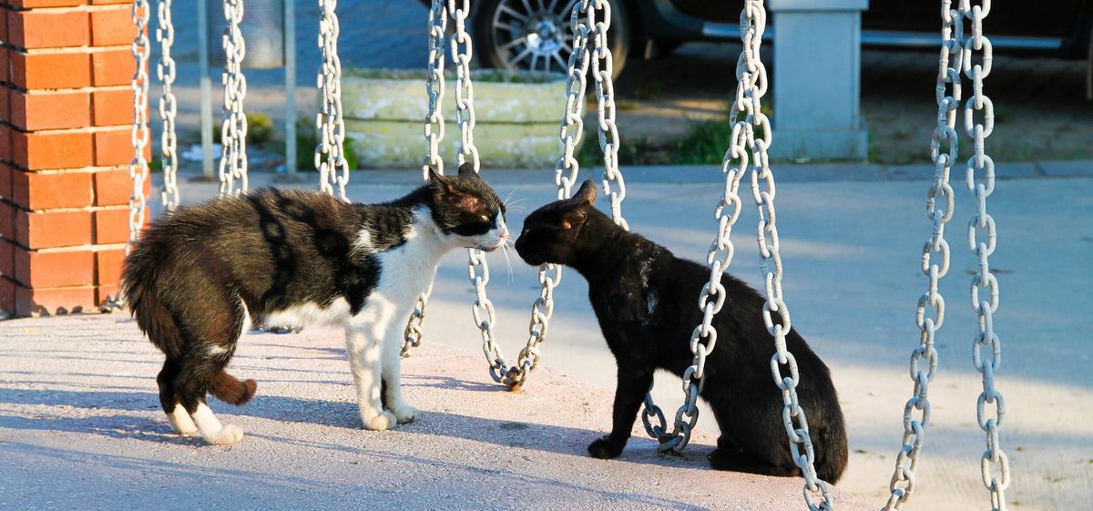 image of two cats looking very angry with each other, surrounded by some hanging chains.