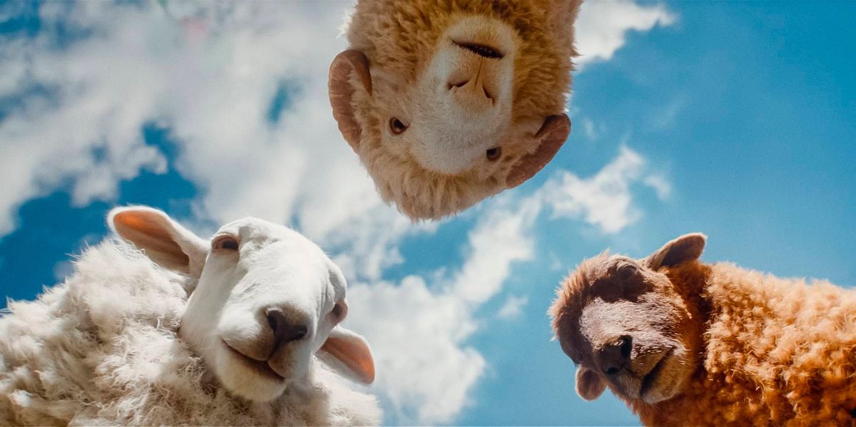 Image of three sheep, depicted as if you are lying on the ground and they are peering down at you, backdropped by a blue sky and clouds.