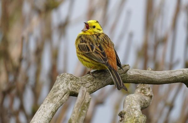 image of a yellow and brown sparrow with its mouth open, sitting on a branch.