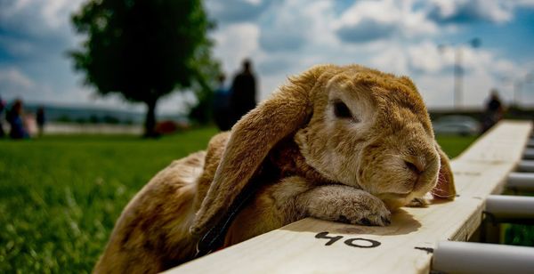 Photograph of a (plot) bunny leaning against a wooden structure.