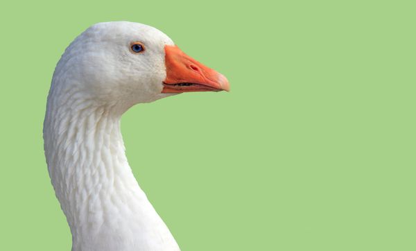 Side profile of white goose with orange beak and blue eyes against a soft green background.