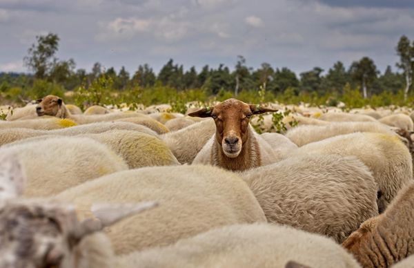 Photograph of a herd of sheep with a single sheep centered staring straight at the camera. 
