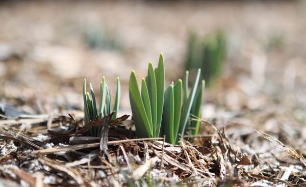 Photograph of a green plant budding amid brown mulch and dirt.
