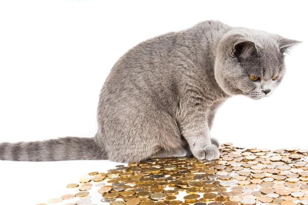 Image of a grey cat pawing at a pile of gold coins