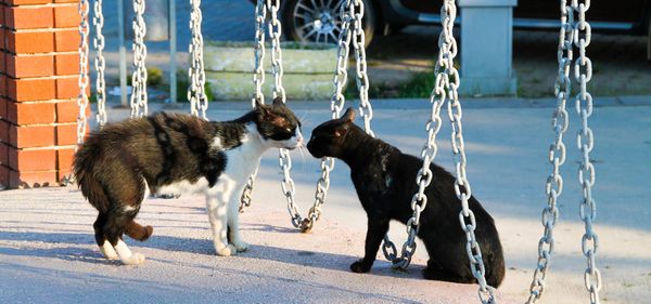 image of two cats looking very angry with each other, surrounded by some hanging chains.