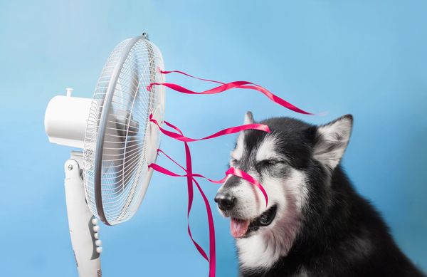 Photograph of a dog looking happy (tongue out) as a fan with pink ribbons attached blows on them, set against a soft blue background.