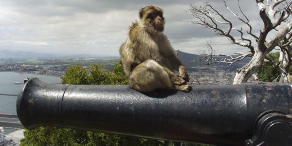 A monkey sits atop a cannon.