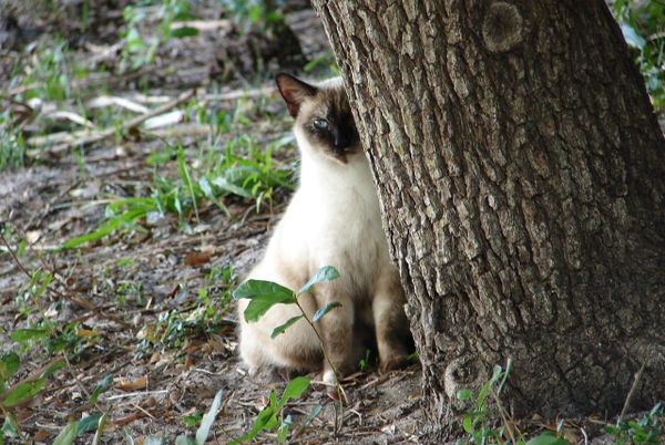 A Siamese cat lurks behind a tree. 