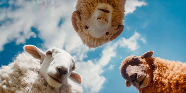 Image of three sheep, depicted as if you are lying on the ground and they are peering down at you, backdropped by a blue sky and clouds.