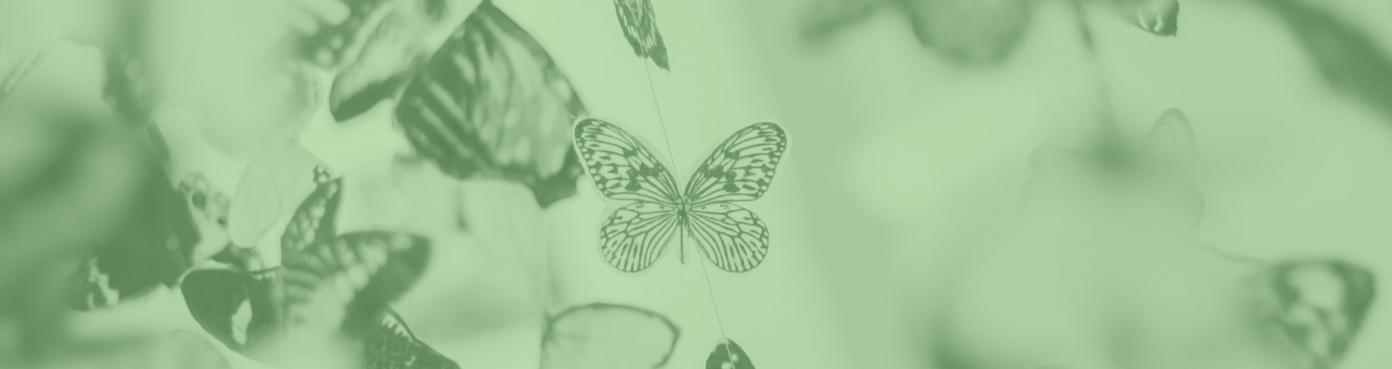 Survivor Connections