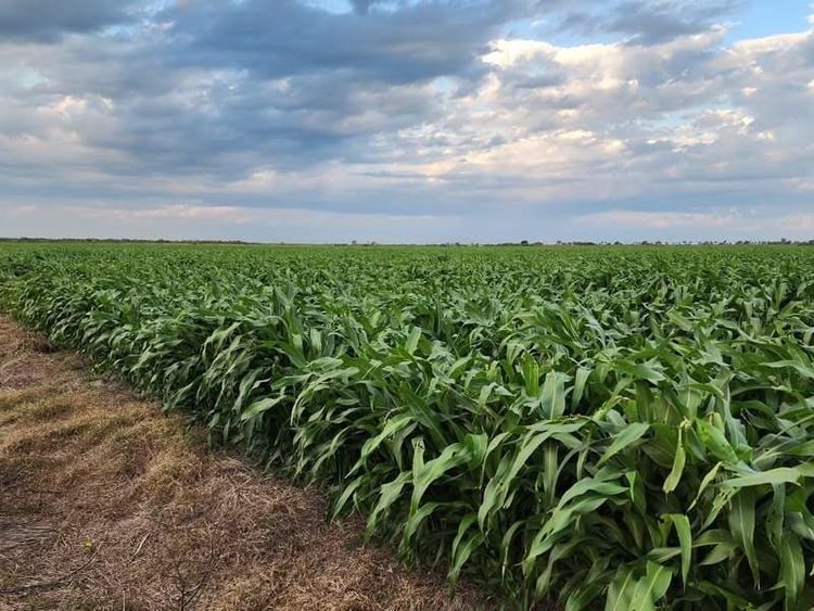 Fitotoxicidad en Sorgo