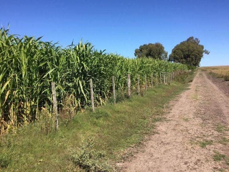 La brecha entre biotipos de sorgos forrajeros