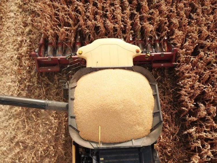 ¿Cuánto se puede ganar con una hectárea de silaje?