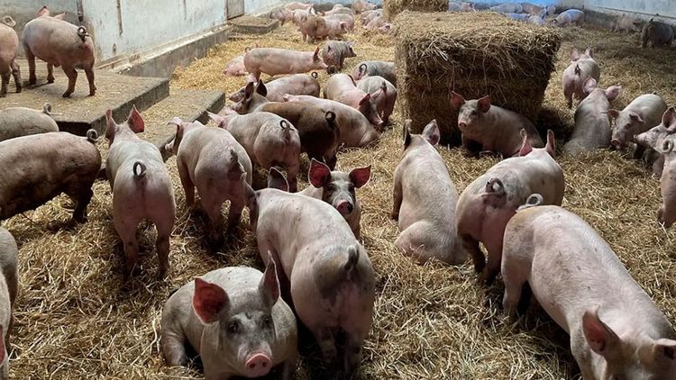 El sorgo como aliado en la producción porcina
