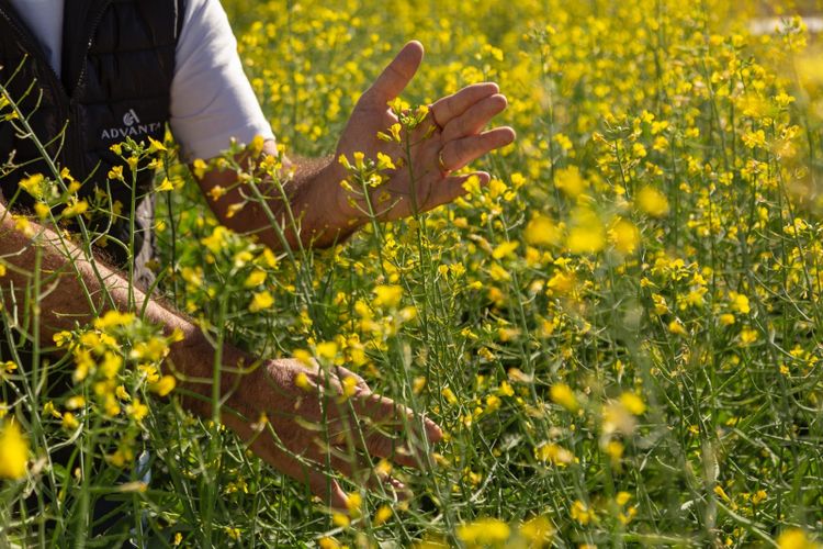 Cronocanola