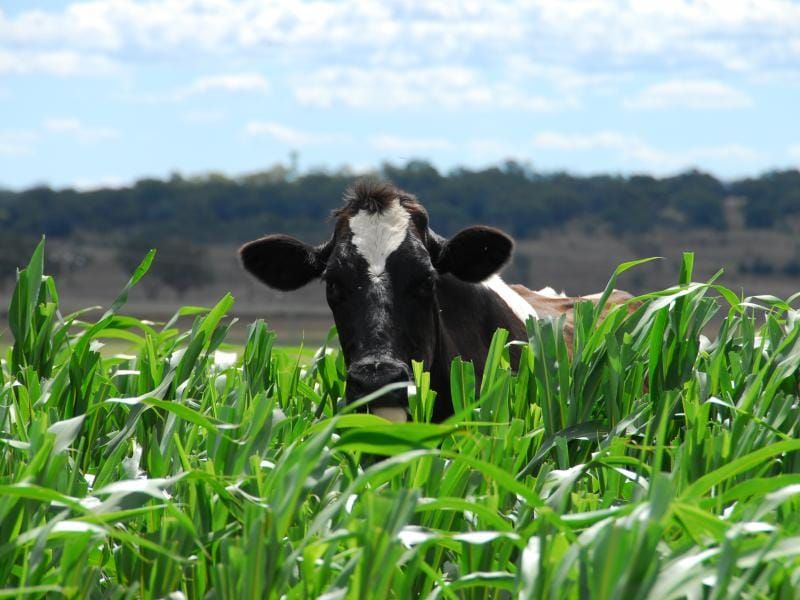 Prevención y manejo de la intoxicación en sorgos forrajeros