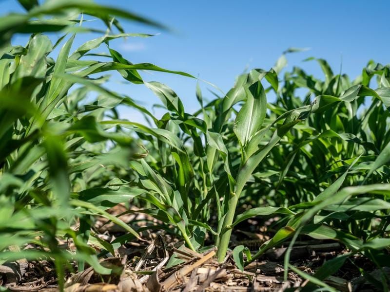 Estrategias para el manejo de excedentes en sorgos forrajeros