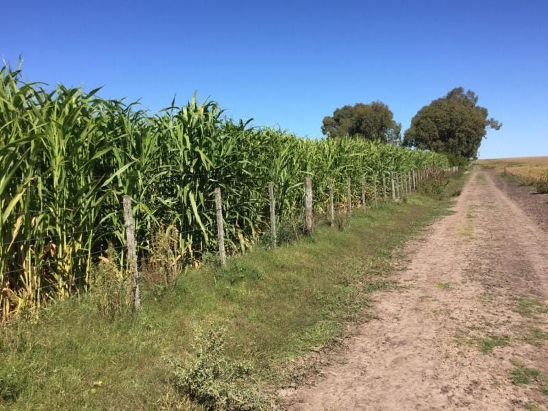 La brecha entre biotipos de sorgos forrajeros