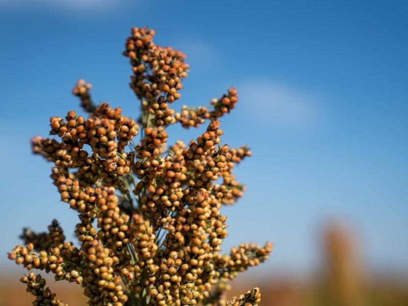 Claves para eficientizar la cosecha de sorgo