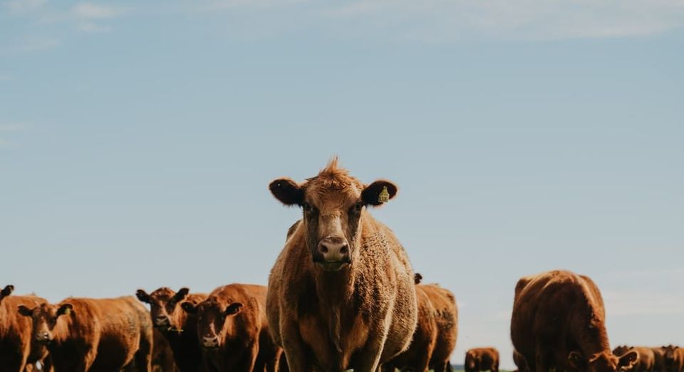 Evaluación de sorgos diferidos