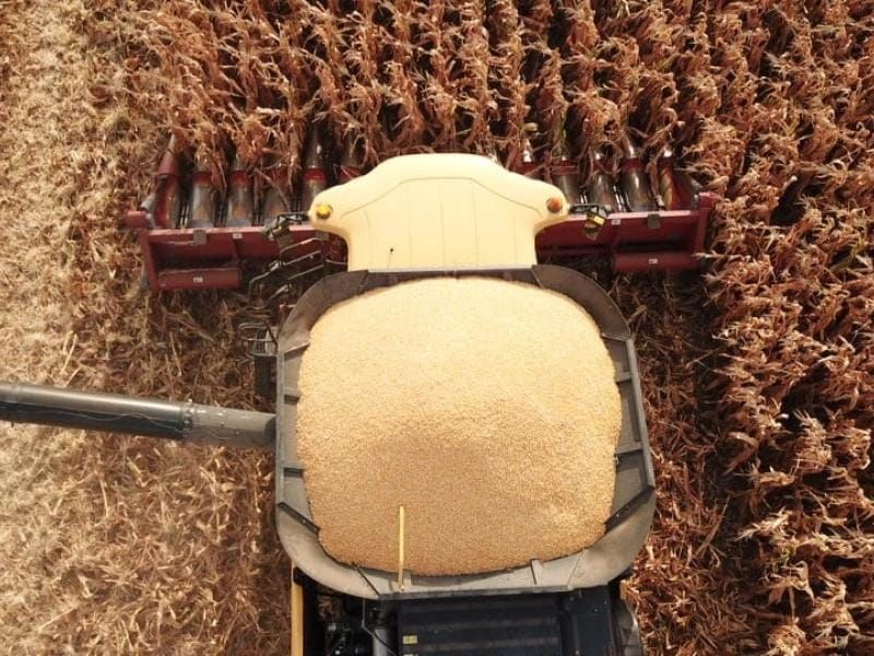 ¿Cuánto se puede ganar con una hectárea de silaje?